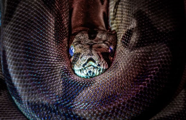 Boa Constrictor