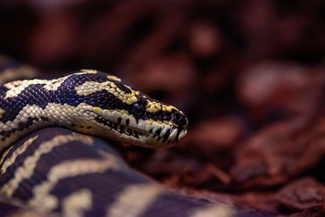 Carpet Python