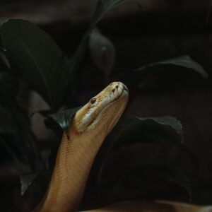 Snakes
