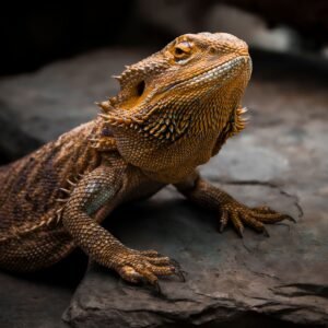 Bearded Dragon