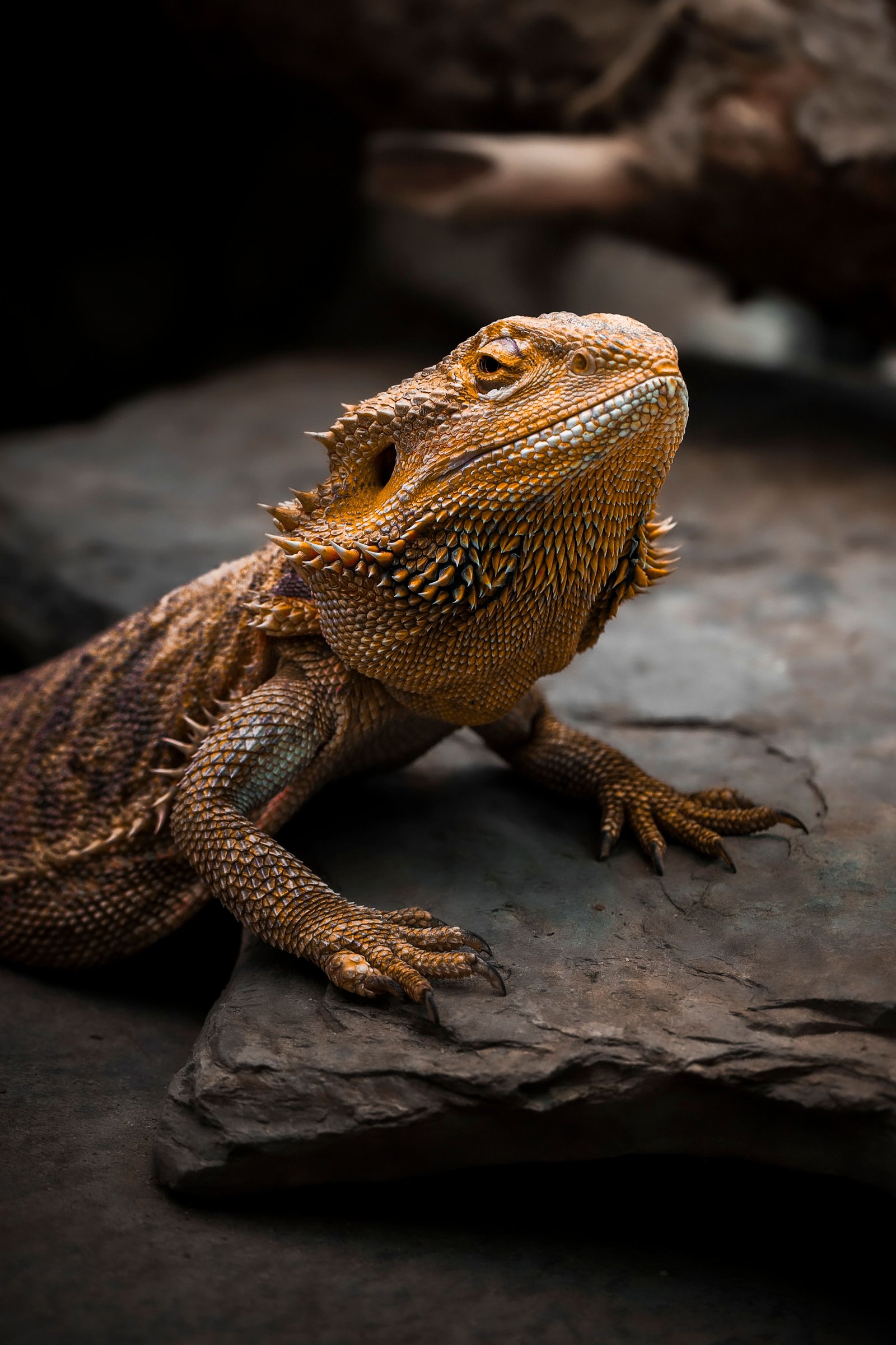 Lizards