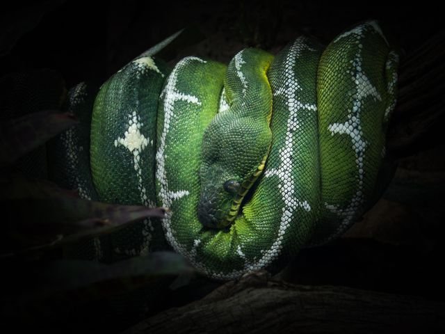 Green Tree Python