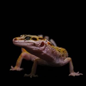 Geckos
