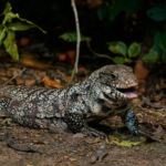 Argentine Black and White Tegu