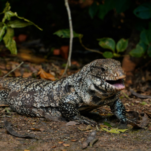 Argentine Black and White Tegu