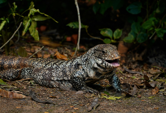 image Argentine Black and White Tegu